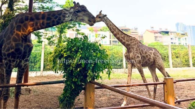 ホーチミンのサイゴン動植物園のキリン（筆者撮影）